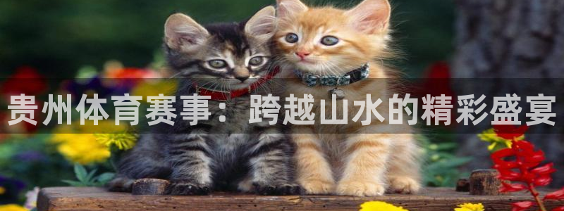 贵州体育赛事：跨越山水的精彩盛宴