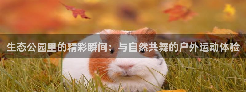 生态公园里的精彩瞬间：与自然共舞的户外运动体验